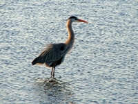 Heron